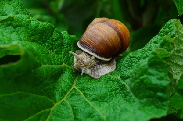 Helix Pomatia Uma Espécie Gastrópode Família Helicidae Pertencente Família Helicidae — Fotografia de Stock