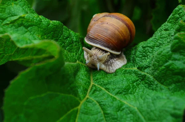 Helix Pomatiaまた ローマのカタツムリ ブルゴーニュカタツムリ 食用カタツムリやエスカルゴは 家族の中で大規模な 空気呼吸土地カタツムリ 陸上のプルモンテの胃の軟体動物の種です — ストック写真