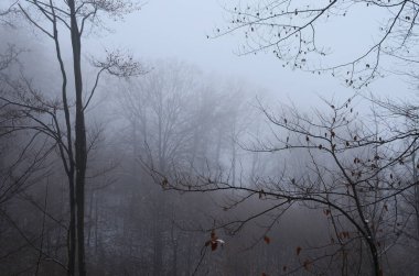 Sisle kaplı ürkütücü kış ormanı manzarası.