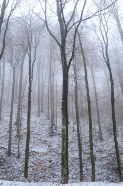 Sisle kaplı ürkütücü kış ormanı manzarası.