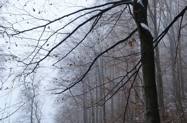 Paesaggio Spettrale Foresta Invernale Coperta Nebbia — Foto Stock