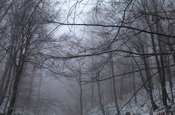 Paesaggio Spettrale Foresta Invernale Coperta Nebbia — Foto Stock