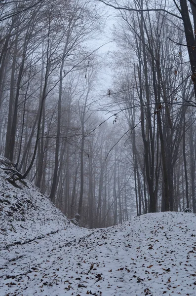 Landscape of spooky winter forest covered by mist