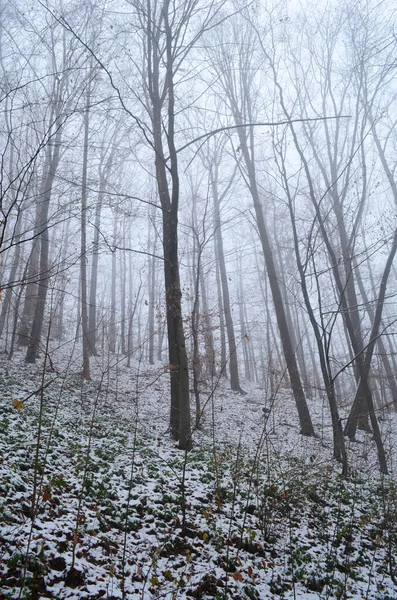 霧に覆われた不気味な冬の森の風景 — ストック写真