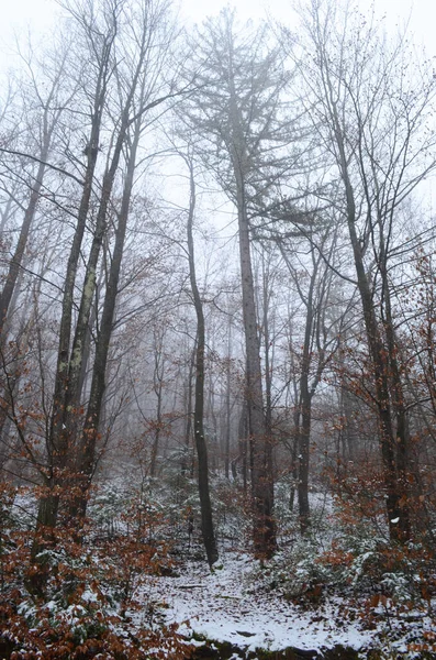 Paisaje Espeluznante Bosque Invernal Cubierto Niebla —  Fotos de Stock