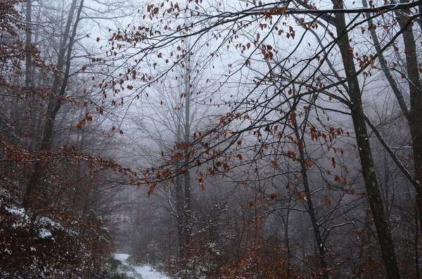 Landschap Van Griezelig Winterbos Bedekt Door Mist — Stockfoto