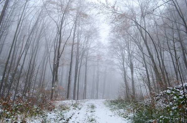 Paisaje Espeluznante Bosque Invernal Cubierto Niebla —  Fotos de Stock