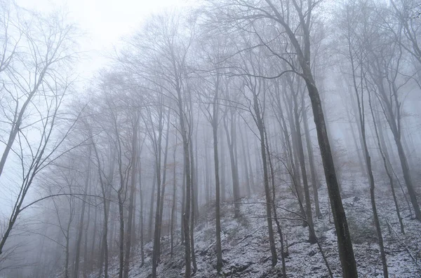 Paysage Forêt Hivernale Effrayante Couverte Brume — Photo