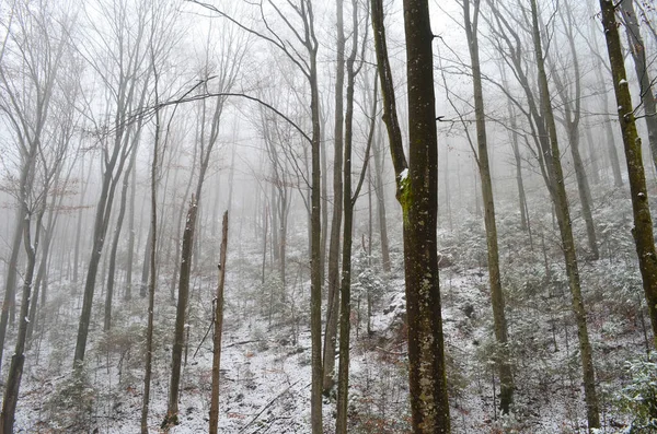 Landscape of spooky winter forest covered by mist