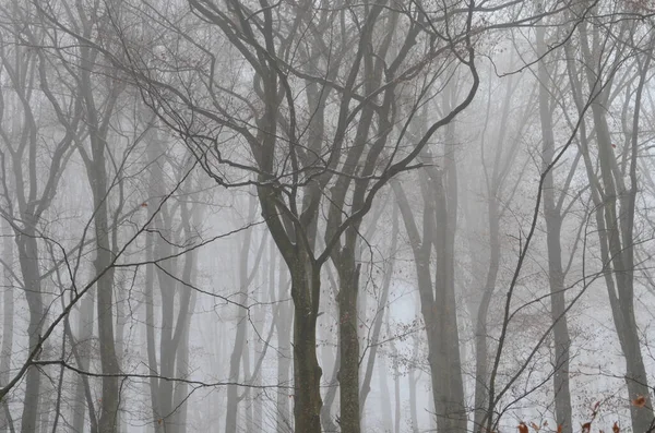 Paysage Forêt Hivernale Effrayante Couverte Brume — Photo