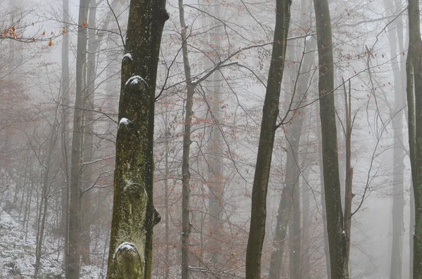 Landscape of spooky winter forest covered by mist