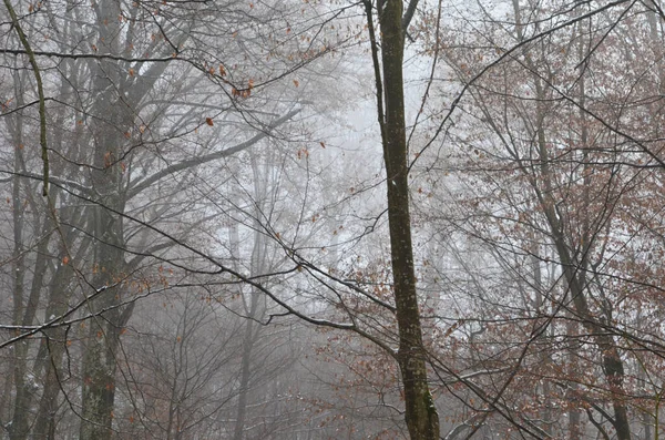 Landscape of spooky winter forest covered by mist