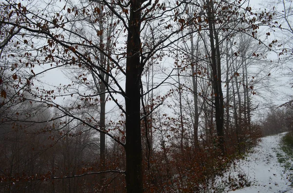 Paisagem Floresta Inverno Assustadora Coberta Por Névoa — Fotografia de Stock