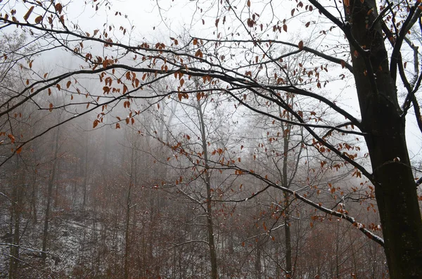 Paisagem Floresta Inverno Assustadora Coberta Por Névoa — Fotografia de Stock