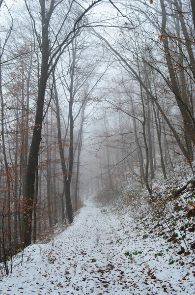 Paisagem Floresta Inverno Assustadora Coberta Por Névoa — Fotografia de Stock