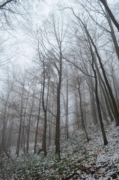Paisaje Espeluznante Bosque Invernal Cubierto Niebla —  Fotos de Stock