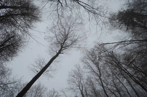Paesaggio Spettrale Foresta Invernale Coperta Nebbia — Foto Stock