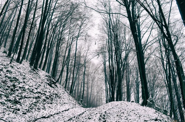 Landscape of spooky winter forest covered by mist