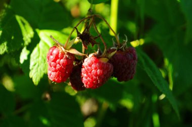 Güneşte ahududu. Bir dalda olgun ahududu fotoğrafı. Bahçedeki bir dalda ahududu. Güneşte yeşil yapraklı kırmızı dut.