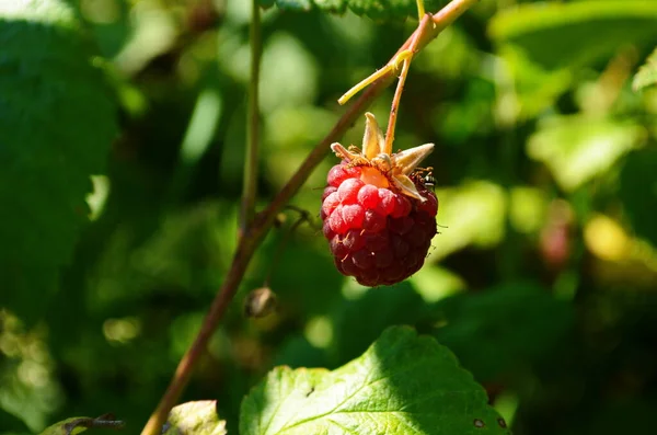 Maliny na slunci. Fotografie zralých malin na větvi. Maliny na větvi v zahradě. Červené bobule se zelenými listy na slunci. — Stock fotografie