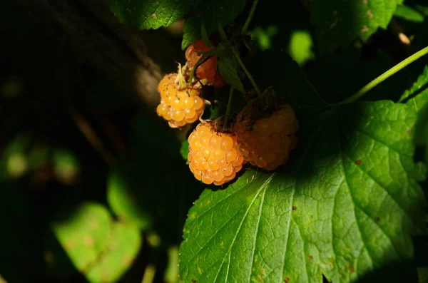 Framboises au soleil. Photo de framboises mûres sur une branche. Framboises sur une branche dans le jardin. Baies rouges avec des feuilles vertes au soleil. — Photo