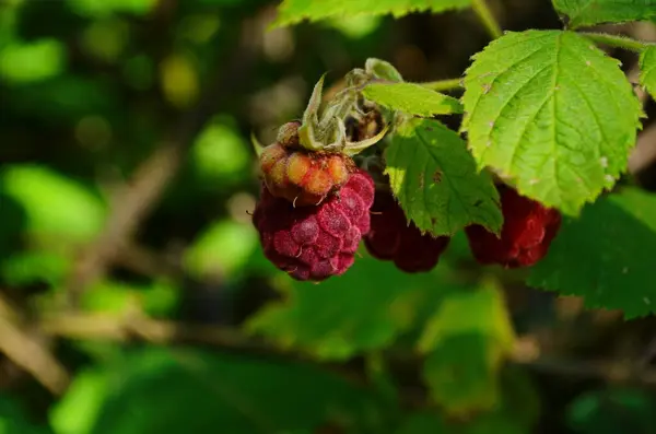 Maliny na slunci. Fotografie zralých malin na větvi. Maliny na větvi v zahradě. Červené bobule se zelenými listy na slunci. — Stock fotografie