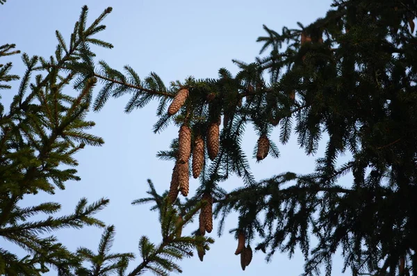 Rama de árbol de Navidad con agujas y conos pequeños en el verano — Foto de Stock