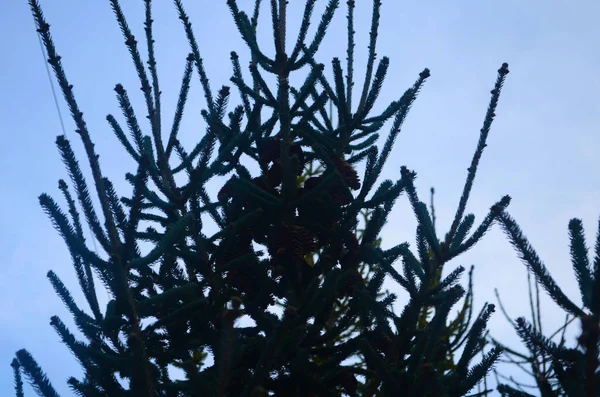 Rama de árbol de Navidad con agujas y conos pequeños en el verano — Foto de Stock