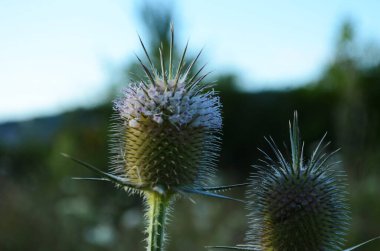 Fuller çaydanlık çiçeği, fotoğrafı seçici yumuşak odaklı yakın çekim. Dipsacus fullonum (