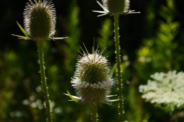 Fuller çaydanlık çiçeği, fotoğrafı seçici yumuşak odaklı yakın çekim. Dipsacus fullonum (