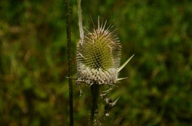 Fuller çaydanlık çiçeği, fotoğrafı seçici yumuşak odaklı yakın çekim. Dipsacus fullonum (