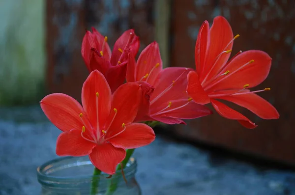 Beautiful Red Hippeastrum Amaryllis Flowers Garden Beautiful Bouquet Flowers Dutch — Fotografia de Stock