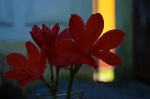 Beautiful Red Hippeastrum Amaryllis Flowers Garden Beautiful Bouquet Flowers Dutch — 图库照片