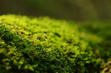Yeşil yosun arkaplan dokusu doğada güzeldir