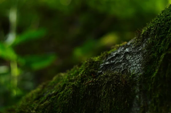 Groen Mos Achtergrond Textuur Mooi Natuur — Stockfoto