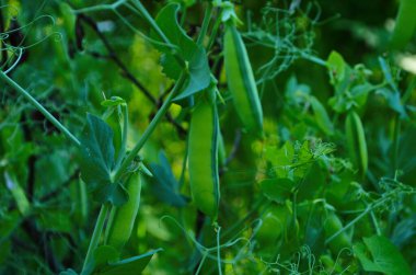 Bahçedeki yeşil bezelyeler. Bahçede büyüyen bezelyeler. Kökler, çiçekler ve bezelye kabukları.