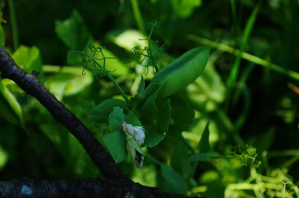 Groene Erwten Tuin Erwten Kweken Tuin Stengels Bloemen Peulen Van — Stockfoto