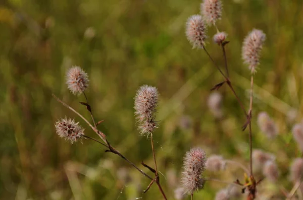 Hasenfußklee Oder Hasenfußklee Trifolium Arvense — Stockfoto
