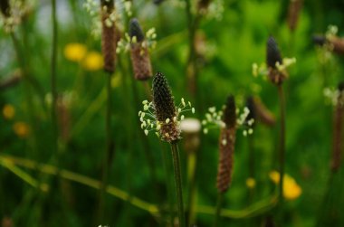 Bitki lanceolata pirzolası, ince yapraklı muz, İngiliz muz, pirzola ya da kuzu dili çiçeği. Bu bitki polen diyagramlarında tarımın bir göstergesi olarak kabul edilir.,