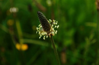 Bitki lanceolata pirzolası, ince yapraklı muz, İngiliz muz, pirzola ya da kuzu dili çiçeği. Bu bitki polen diyagramlarında tarımın bir göstergesi olarak kabul edilir.,