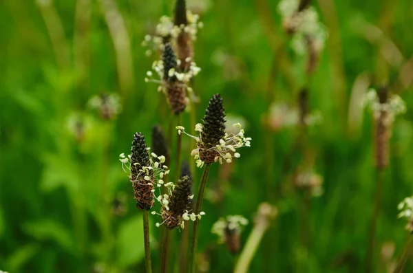 Plantago Lanceolata Ribwort Plantain Narrowleaf Plantain English Plantain Ribleaf Lamb — стоковое фото