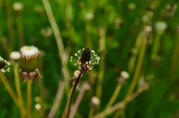 Plantago Lanceolata Ribwort Plantain Narrowleaf Plantain English Plantain Ribleaf Lamb — стоковое фото