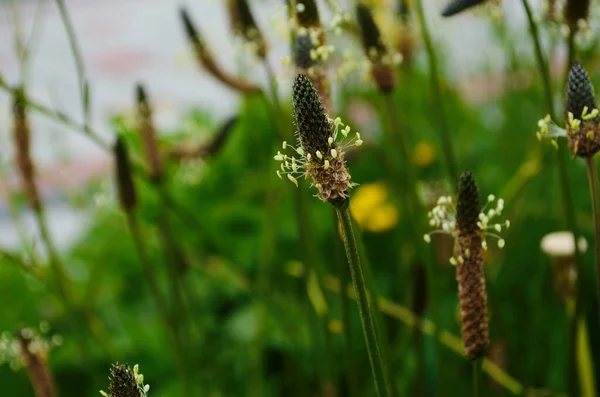 Plantago Lanceolata Ribwort Piantaggine Piantaggine Foglie Strette Piantaggine Inglese Fiocco — Foto Stock