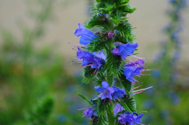 Sıcak yaz güneşi altında şeffaflığı gösteren bir Echium Vulgare (Blueweed) çiçeğinin makro fotoğrafı