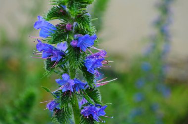 Sıcak yaz güneşi altında şeffaflığı gösteren bir Echium Vulgare (Blueweed) çiçeğinin makro fotoğrafı