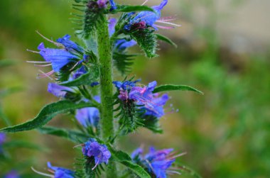 Sıcak yaz güneşi altında şeffaflığı gösteren bir Echium Vulgare (Blueweed) çiçeğinin makro fotoğrafı