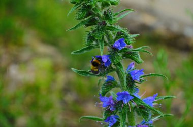 Sıcak yaz güneşi altında şeffaflığı gösteren bir Echium Vulgare (Blueweed) çiçeğinin makro fotoğrafı