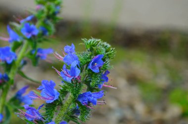 Sıcak yaz güneşi altında şeffaflığı gösteren bir Echium Vulgare (Blueweed) çiçeğinin makro fotoğrafı