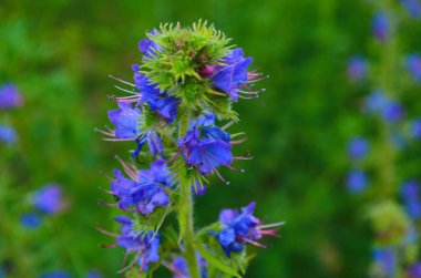 Sıcak yaz güneşi altında şeffaflığı gösteren bir Echium Vulgare (Blueweed) çiçeğinin makro fotoğrafı