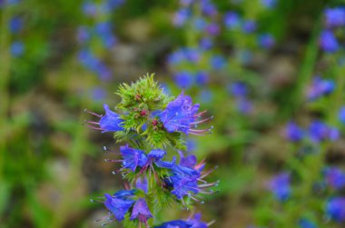 Sıcak yaz güneşi altında şeffaflığı gösteren bir Echium Vulgare (Blueweed) çiçeğinin makro fotoğrafı